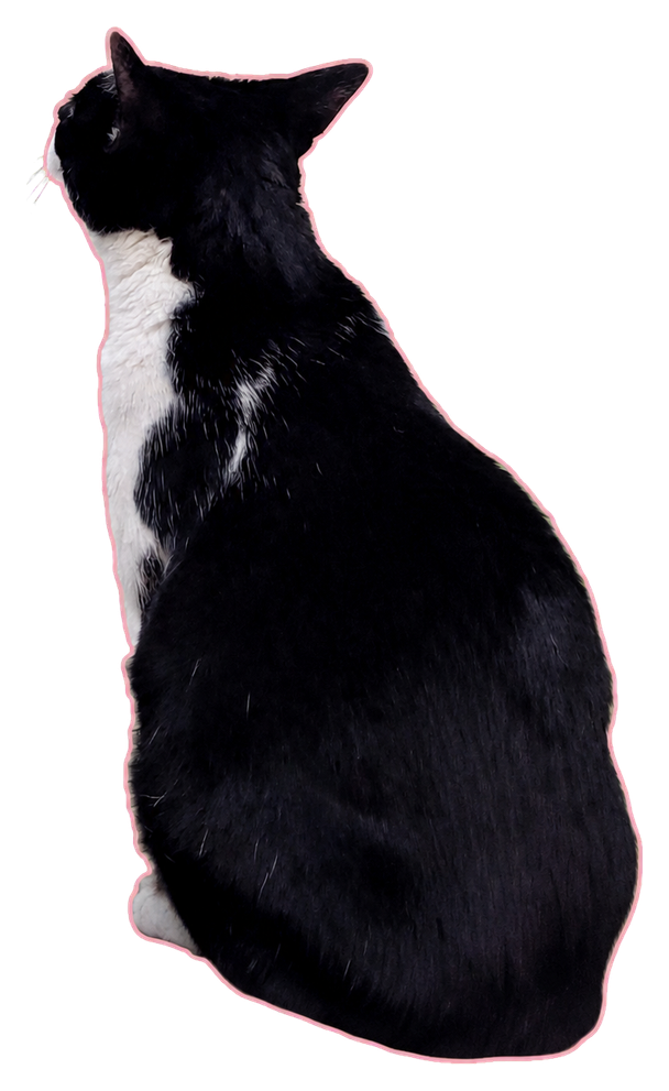 Black-and-white cat sitting in profile with a washed-pink outline