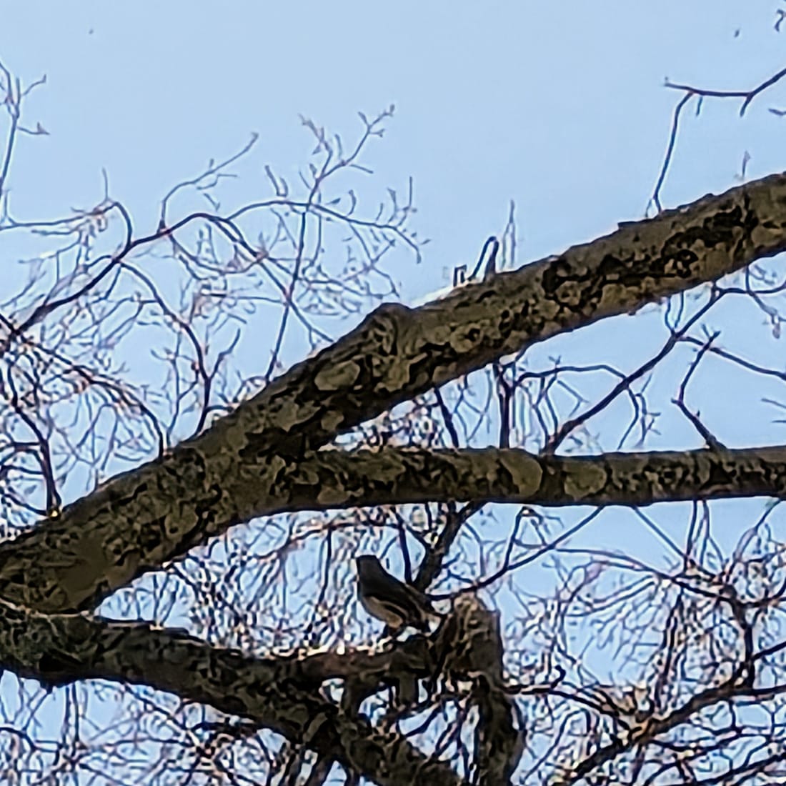 Small bird perched among dark branches