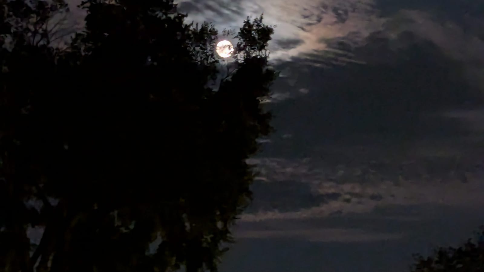 Full moon behind dark treetops and streaked clouds