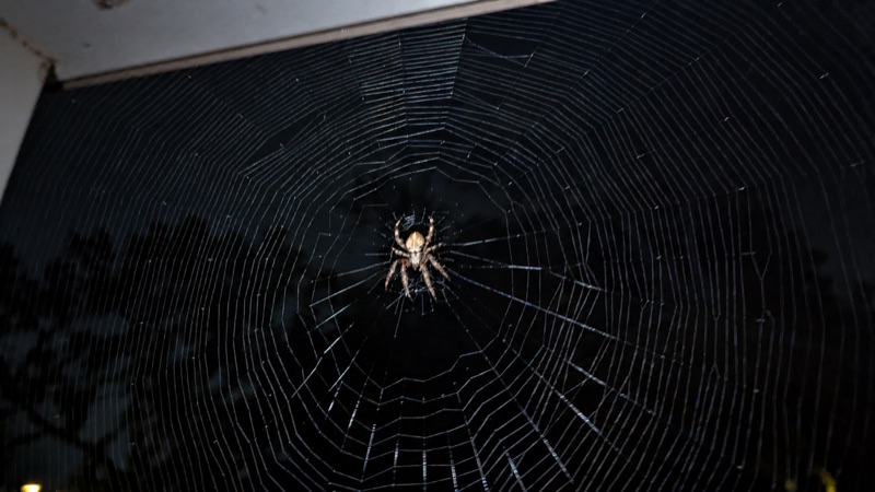 A spider near the center of a broad silver web against a dark nighttime background, beneath pale building trim.